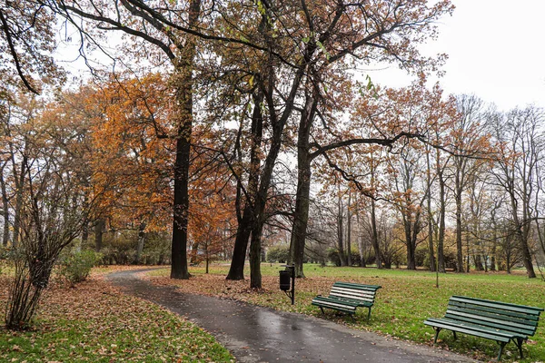 Hojas Amarillas Los Árboles Otoño Parque Cracovia Polonia —  Fotos de Stock