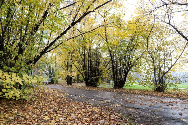 Hojas Amarillas Los Árboles Otoño Parque Cracovia Polonia —  Fotos de Stock