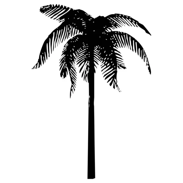 Векторная Иллюстрация Пальмы Чёрное Тропическое Дерево Белом Фоне — стоковый вектор