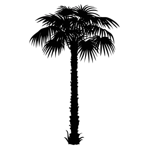 Ilustración Vectorial Una Palmera Árbol Tropical Negro Sobre Fondo Blanco — Archivo Imágenes Vectoriales