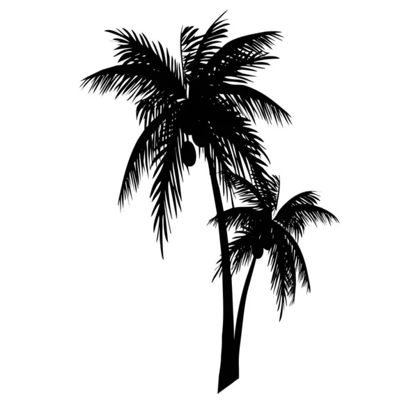 Illustration Vectorielle Palmier Arbre Tropical Noir Sur Fond Blanc — Image vectorielle