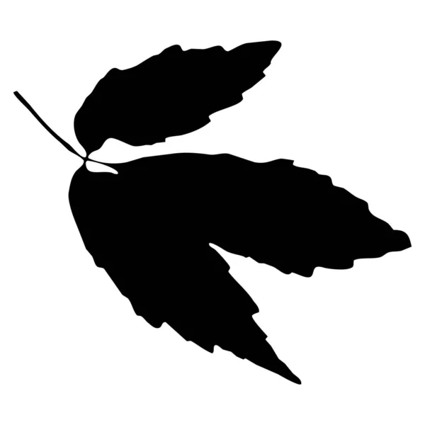 Ботанічна Векторна Ілюстрація Чорне Листя Білому Тлі — стоковий вектор
