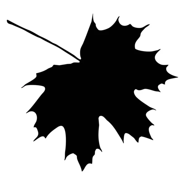Ботанічна Векторна Ілюстрація Чорне Листя Білому Тлі — стоковий вектор