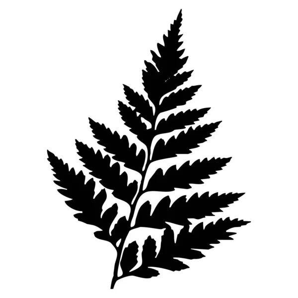 Ботаническая Векторная Иллюстрация Черные Листья Белом Фоне — стоковый вектор