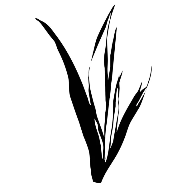 Illustrazione Vettoriale Botanica Foglie Nere Sfondo Bianco — Vettoriale Stock