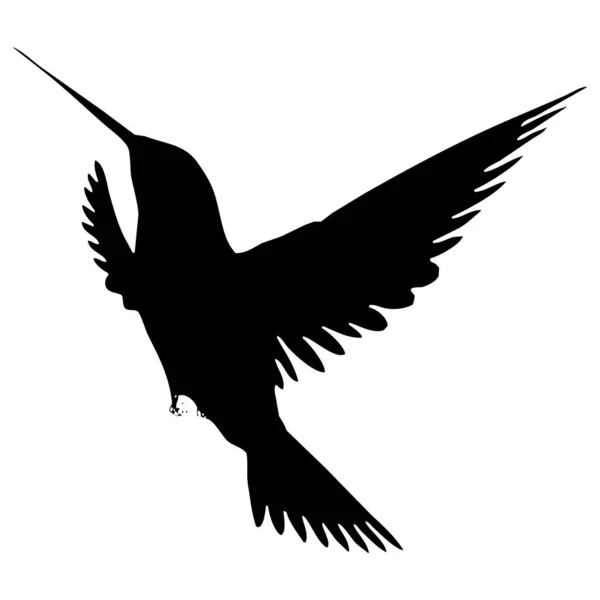 Vektorillustration Fåglar Svart Kolibri Vit Bakgrund — Stock vektor