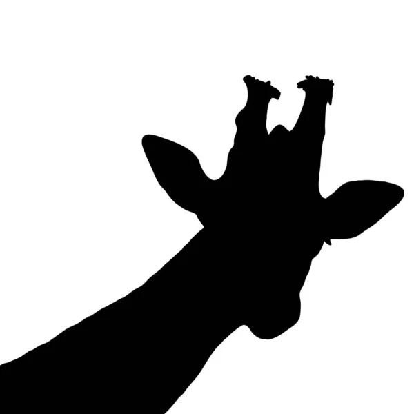 Vektoranimation Schwarze Giraffe Auf Weißem Hintergrund — Stockvektor