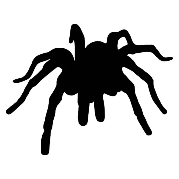 病媒动物图解 白色背景上的黑色蜘蛛 Tarantula — 图库矢量图片