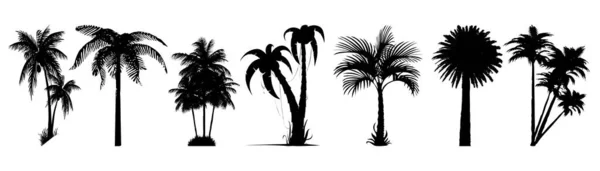 Vector Image Collection Palm Trees — Stock Vector