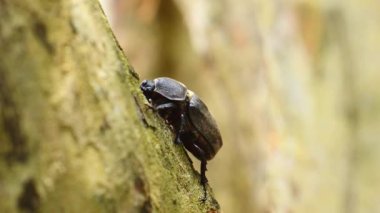 Griffith 'in kül ağacındaki dişi gergedan böceğinin yakından görüntüsü.