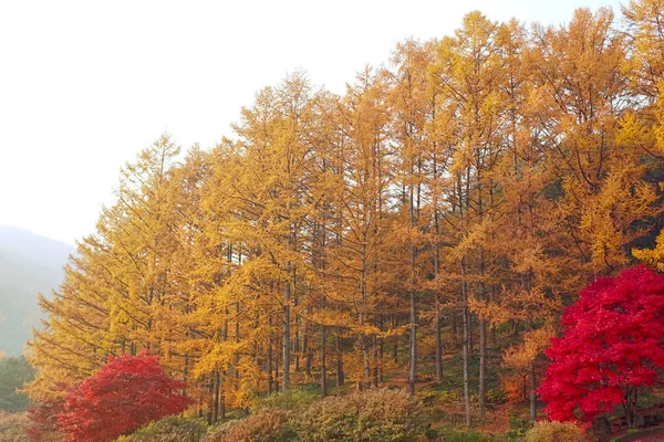 Sabah Bahçesi 'nde güzel kırmızı, sarı ve turuncu sonbahar yaprakları Sakin, Gapyeong, Gyeonggi, Güney Kore.