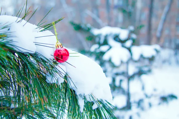 Pino con palla di Natale rossa sotto la neve — Foto Stock