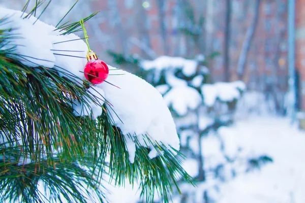 Pino con palla di Natale rossa sotto la neve — Foto Stock