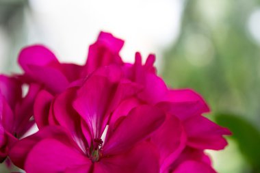 pembe Sardunya çiçeği