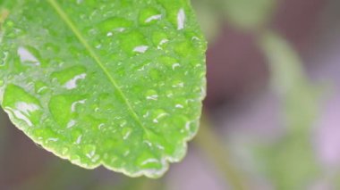 Yeşil yaprağı yazın çiğ damlacıklarıyla kapatın.