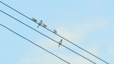 Elektrik kablolarının üzerinde oturan bir grup kuş. Elektrik kabloları ve güneşli yaz sabahı dinleniyor.