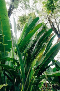 Bereketli Yeşil Muz Tropikal Bahçede Yapraklar