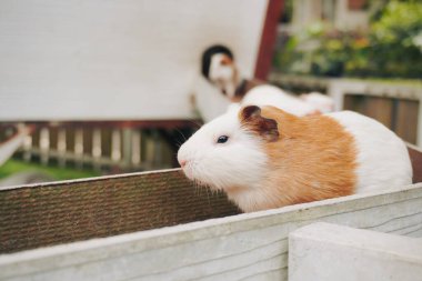 Tahta Rampada Kobay Domuzları
