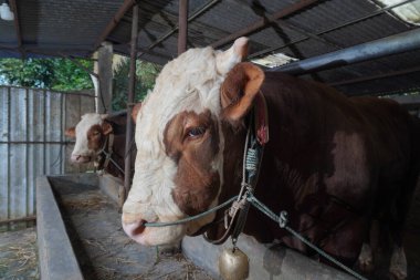 Limuzin ineğinin kafasının iple bağlandığı kafaya yakın bir yerde.