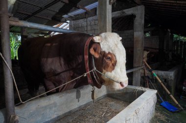 Limuzin ineğinin kafasının iple bağlandığı kafaya yakın bir yerde.