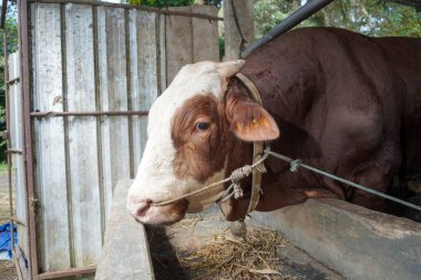 Limuzin ineğinin kafasının iple bağlandığı kafaya yakın bir yerde.