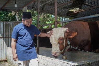 Asyalı Müslüman çiftçinin portresi. Çiftlikteki limuzin ineğine bakıyor.