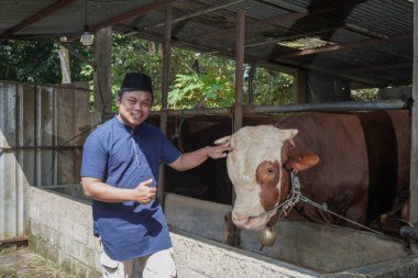 Asyalı Müslüman çiftçinin portresi. Çiftlikteki limuzin ineğine bakıyor.