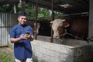 Çiftlikte limuzin ineğinin önünde cep telefonu kullanan Asyalı Müslüman çiftçi.