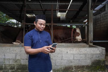 Çiftlikte limuzin ineğinin önünde cep telefonu kullanan Asyalı Müslüman çiftçi.