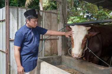 Asyalı Müslüman çiftçi çiftlikte limuzin ineği bezi otlatıyor.
