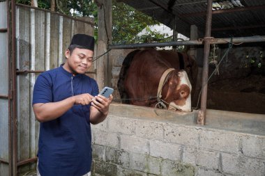 Çiftlikte limuzin ineğinin önünde cep telefonu kullanan Asyalı Müslüman çiftçi.