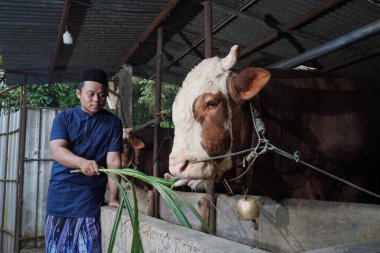 Asyalı Müslüman çiftçi çiftlikte limuzin ineği bezi otlatıyor.