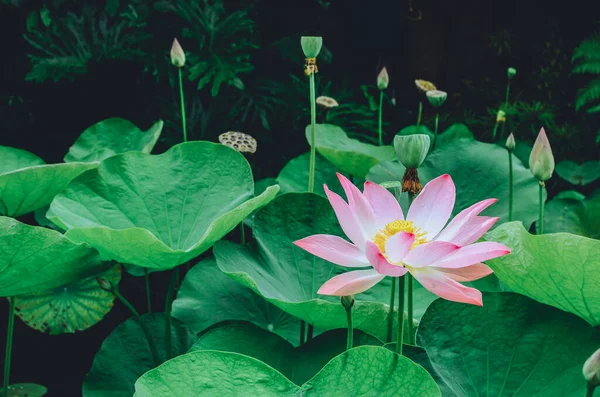 Çiçek açan beyaz, kırmızı ve pembe sulu zambaklara yakın çekim