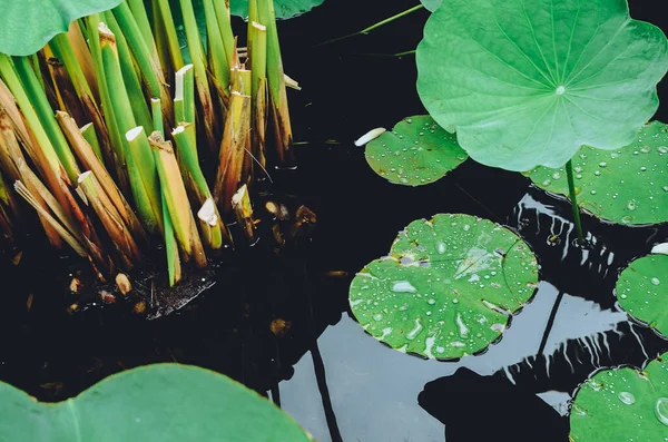 Gölette süzülen nilüfer yaprağı