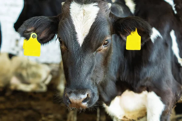 İnek çiftliğindeki şirin siyah beyaz buzağı. Genç bir boğa gördüm.