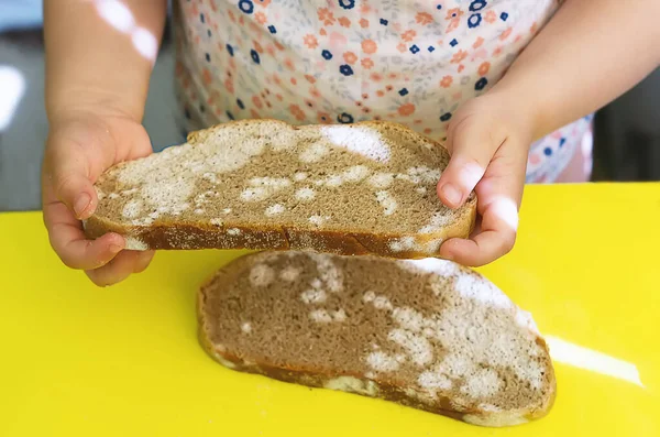 Slices of stale bread with mold. Children's hands hold slices of black bread with mold on a yellow background at home in the kitchen. Spoiled food. Old white mold on the bread. Mold on food.