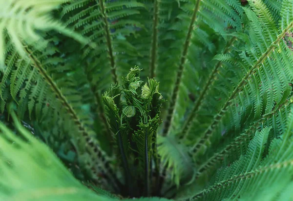 Ung Ormbunke Makrofotografering Gröna Färska Ormbunksblad Vackra Ormbunksblad Naturlig Blommig — Stockfoto