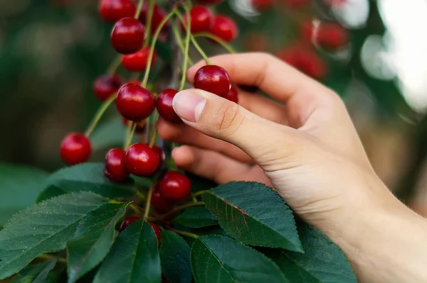 Picking ripe, sweet cherries from a cherry tree by hand close-up. A hand plucking delicious cherry berries from a tree. The concept of healthy eating. The concept of a healthy lifestyle.
