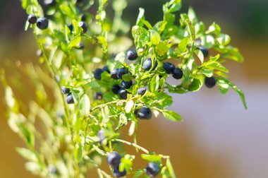 Yaban mersinli yabanmersini, yakın plan bir dalda. Tatlı, lezzetli yabanmersini. Bahçedeki bir dalda yaprakları olan taze meyveler. Yazın hediyeleri. Doğal arka plan. Sağlıklı yiyecekler. Sağlıklı beslenme.