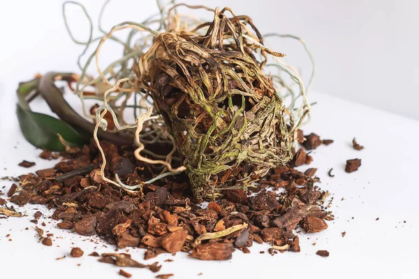 Masanın üzerinde ölü bir orkidenin birbirine dolanmış kuru kökleri var. Aşırı gelişmiş orkide kökleri. Kurumuş falaenopsis çiçeği. Çiçekçilik. Ev hasadı üretimi, çiçekçilik. Seçici Odaklanma