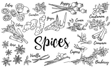 Bir grup baharat, bitki ve baharat. Siyah beyaz çizim. Beyaz bir arkaplanda.