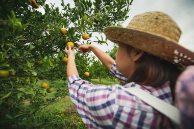 Sırtında sepeti olan Asyalı kadın bahçıvan sabah vakti portakal bahçesinden portakal makasıyla portakal topluyor..