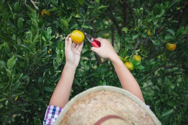 Bahçıvanın elinde portakal bahçesinde sabah vakti makasla portakal toplarken yakın plan..