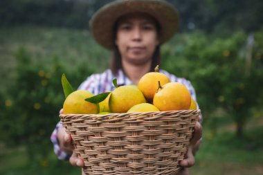Asyalı kadın bahçıvan elinde bir sepet portakalla sabah portakal bahçesinde portakal gösteriyor ve veriyor..