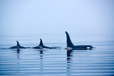 Three Killer whales with huge dorsal fins at Vancouver Island