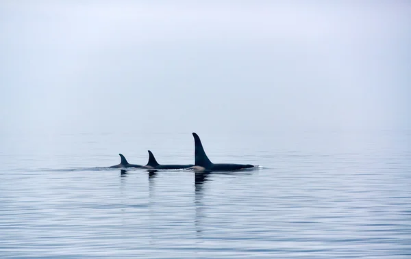 Three Killer whales with huge dorsal fins at Vancouver Island — Stock Photo, Image