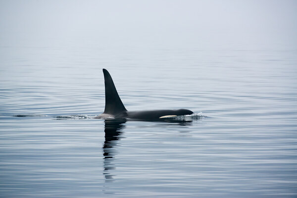 Killer whale at Vancouver Island