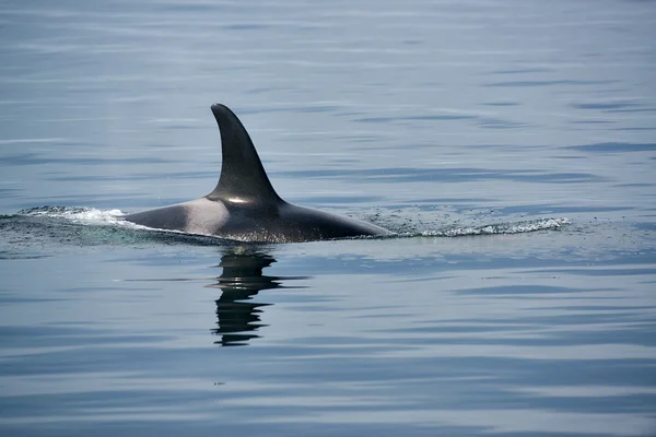 Вбивця китів на острові Ванкувер — стокове фото