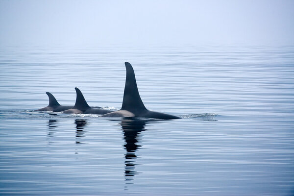 Three Killer whales with huge dorsal fins at Vancouver Island