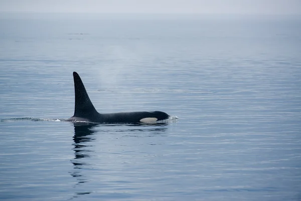 Ballena asesina en la isla de Vancouver — Foto de Stock